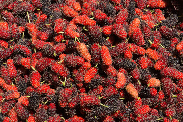 Red and black mulberry