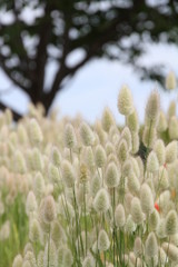 うさぎのしっぽ