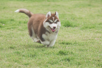 Naklejka na ściany i meble siberian husky puppy running on grass