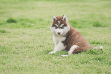 siberian husky puppy running on grass