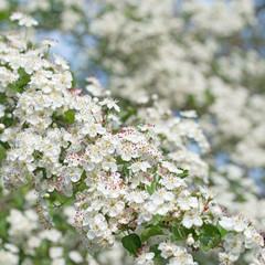 Blühender Weißdorn, Crataegus