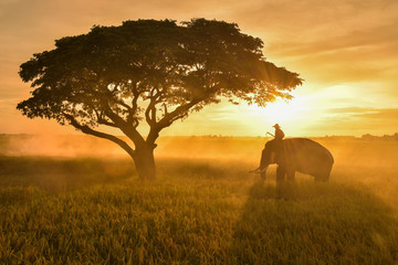 Naklejka premium Asian farmers harvest rice in rice fields with Thai elephants in the sky, sunlight, beautiful light from the sun.