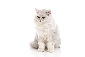 Tabby cat lying and looking on white background