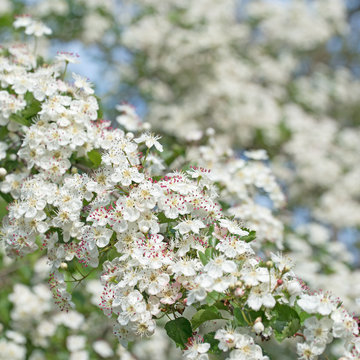 Bl&uuml;hender Wei&szlig;dorn, Crataegus
