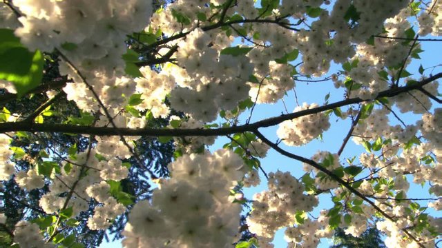 Looking up through branches of a flowering tree