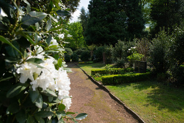 Blick auf Gräberreihe durch blühenden Strauch