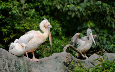 Several Great eastern white pelican bird