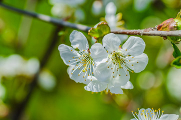 the cherry blossoms in spring in april a beautiful magical sight flowers closeup