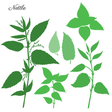Nettle wild field flower isolated on white background botanical hand drawn vector illustration, Urtica dioica silhouette for design package tea, organic cosmetic, natural medicine, greeting card