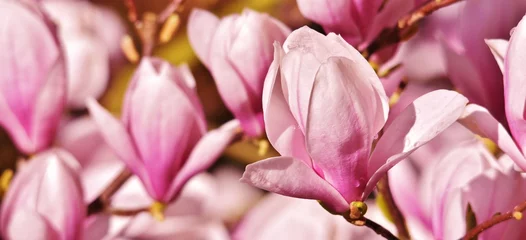 Foto op Canvas Close up of beautiful pink and white Alexandrina Magnolia blossom © lehmannw