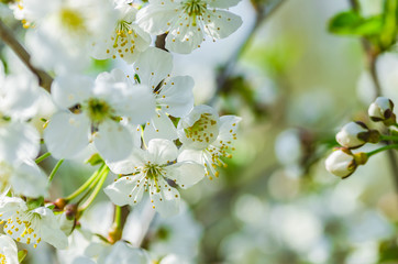 the cherry blossoms in spring in april a beautiful magical sight flowers closeup