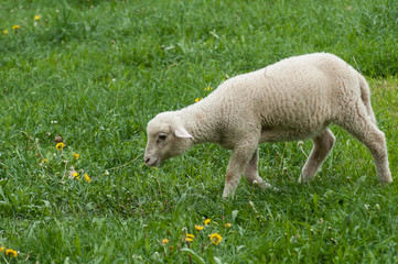 portrait of lamb grazing in a meadow