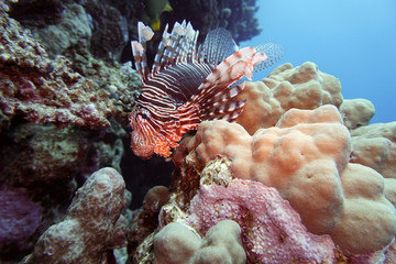 Indischer Rotfeuerfisch (Pterois miles)