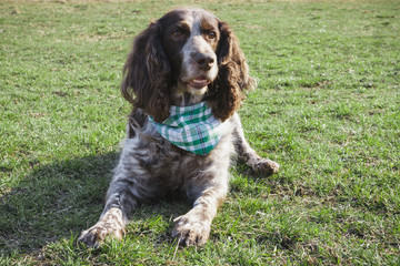 Brown spotted russian spaniel on the green grass