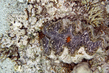 Riesenmuschel, Mördermuschel (Tridacna spez.)