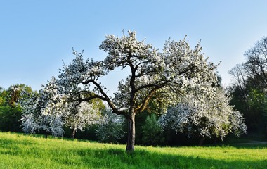 Fototapeta na wymiar Landscape with Fruit trees blossoming in Spring
