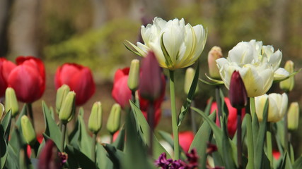Obraz premium Tulips Bloom. Panicles And Blooming Tulips