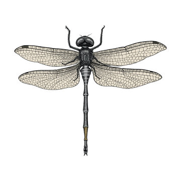Dragonfly hand drawing vintage engraving illustration