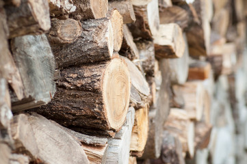 closeup of birch trunk cutted for firewood
