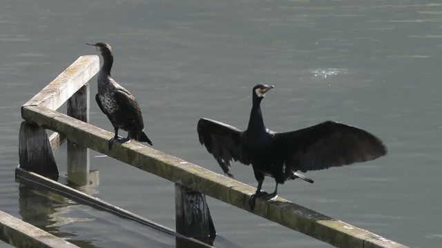 cormorani