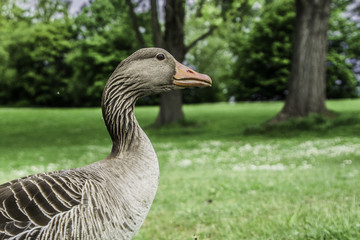 Wildgans