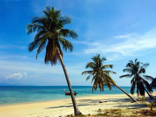 Obraz na płótnie Canvas Coconut tree on Koh Bulone beach, Satun Thailand
