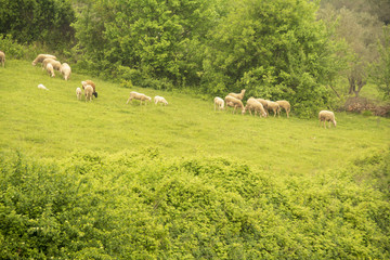 Obraz premium ormanda dolaşan koyunlar