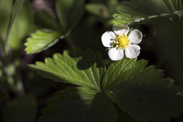 Flowers strawberries in a vegetable garden