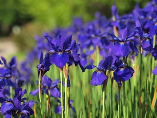 紫色のアイリスの花