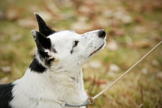 Portrait of black and white mixed breed street dog with raised ears on leash with chain collar, blurry brown background