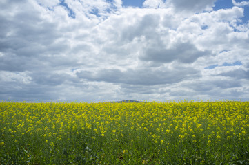 Obraz premium Rapeseed or Brassica napus field in bloom