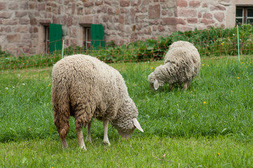 Obraz premium portrait of sheep grazing in a meadow