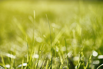 Green grass background