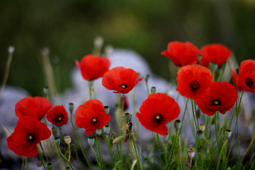 Fototapeta premium 17