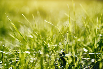 Green grass background