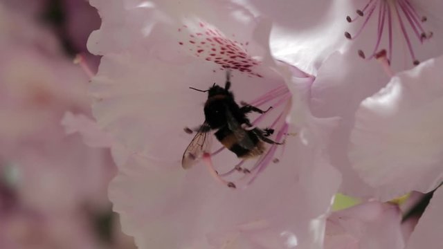 Slowmotion Flower Bumblebee 