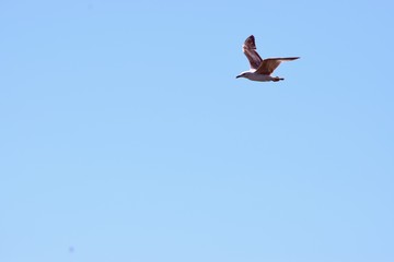 seagull