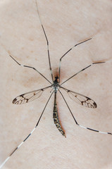 Macro of mosquito on skin and mosquitoes are sucking blood.