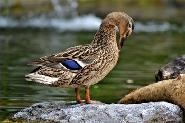 Ente und Wasser