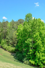 Fototapeta na wymiar Trees on a grassy hillside at Barber Motorsports Park in Birmingham, Alabama, USA