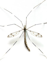 Macro of mosquito on white background