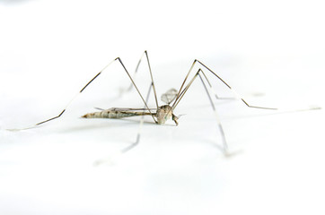 Macro of mosquito on white background