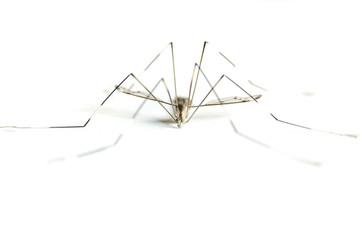 Macro of mosquito on white background