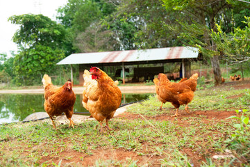 Chicken in a traditional farming farm . outdoor .
