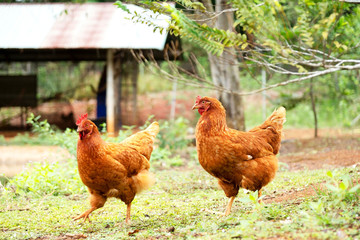 Chicken in a traditional farming farm . outdoor .