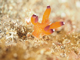 クチナシツノザヤウミウシ