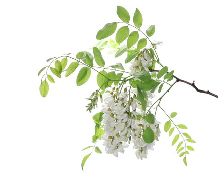 Blossoming acacia with leafs isolated on white background, black locust, flowers,  Robinia pseudoacacia (White acacia)