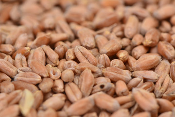 Wheat grains