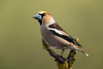Hawfinch, Coccothraustes coccothraustes