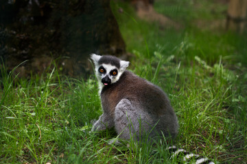Katta ring-tailed lemur